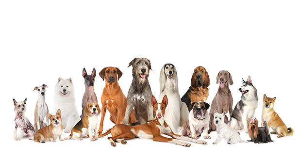 Rassestandards – Fluch oder Segen?