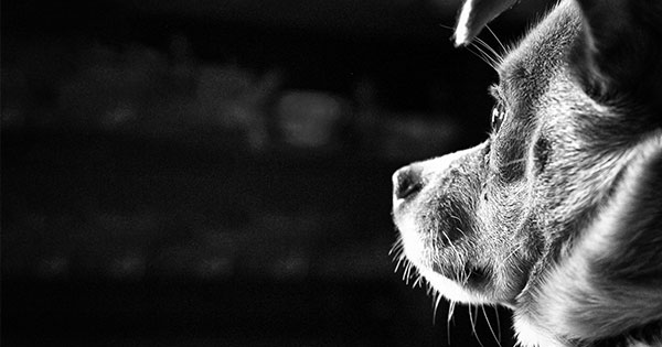 Wirkungslose Gesetze fördern Tierleid!