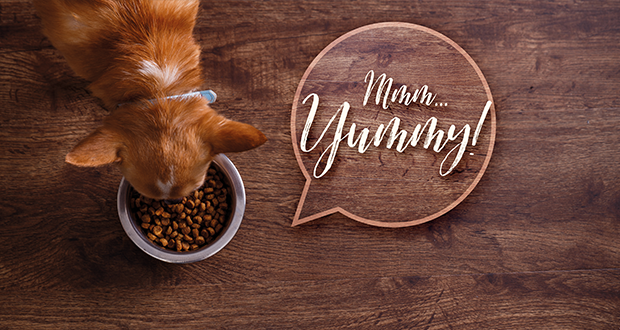 Die Vor- und Nachteile von Trocken- und Nassfutter