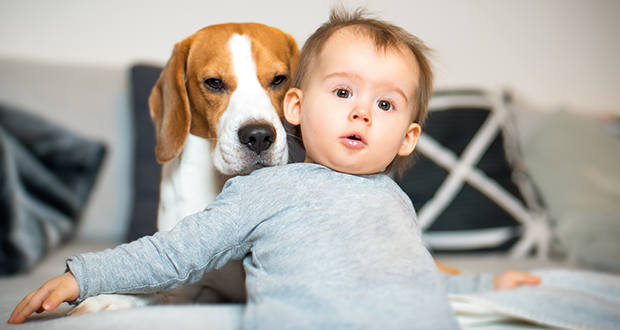 Falsche Erwartungen an Familienhunde