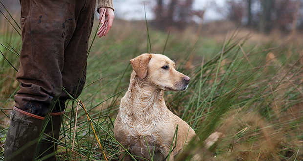 Impulskontrolle und Selbstbeherrschung für einen entspannten Alltag