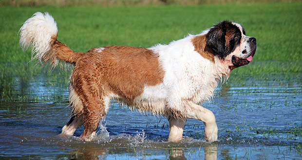 Rasseportrait – der Bernhardiner