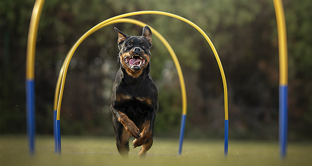 Hoopers Agility – vom Nischen- zum Breitensport