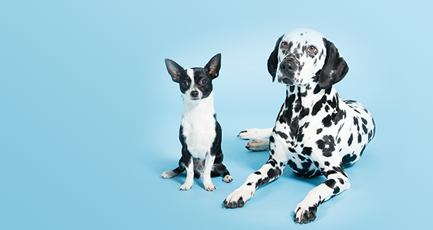 Rassespezifische Ernährung – macht das wirklich Sinn?