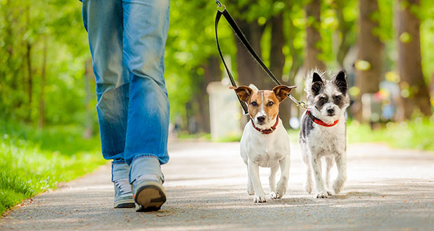 Tierheime – stärkere Nachfrage in Corona-Zeiten
