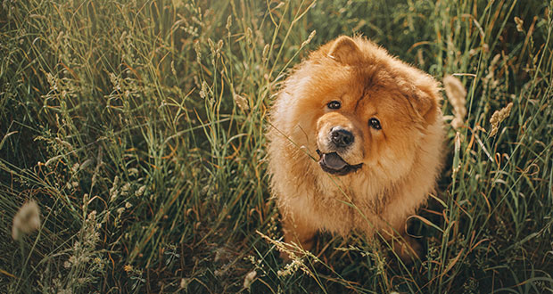 Stoischer Eigenbrötler – der Chow Chow im Rasseportrait