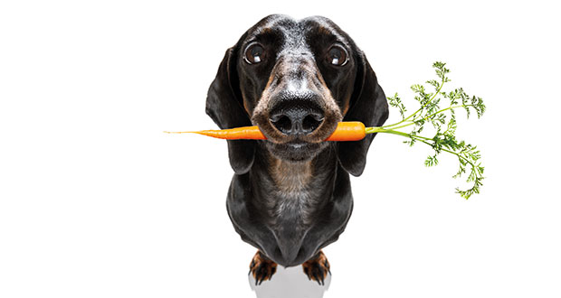 Fastenküche für gemütliche Vierbeiner