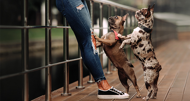 Training vs. Erziehung