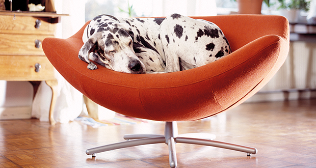 Hundepersönlichkeiten – Macho, Mimose oder Mauerblümchen?