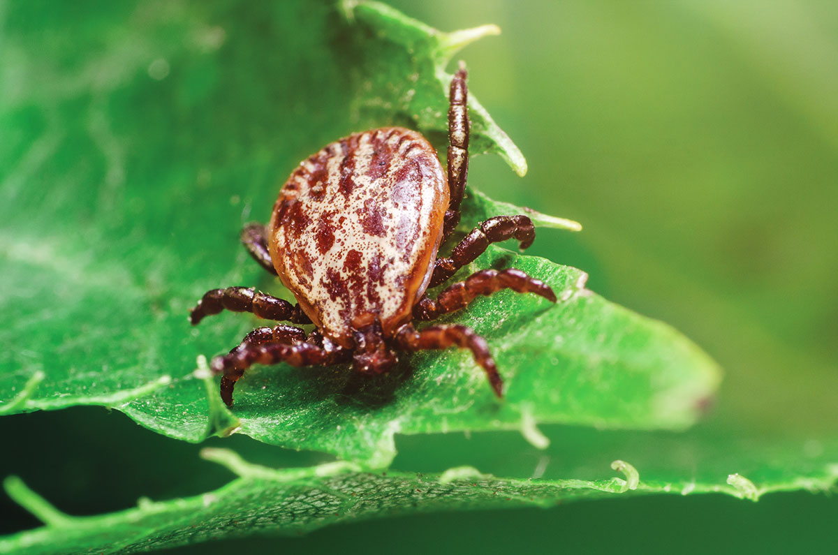 Buntzecken in Deutschland: erhöhte Gefahr für Hundebabesiose