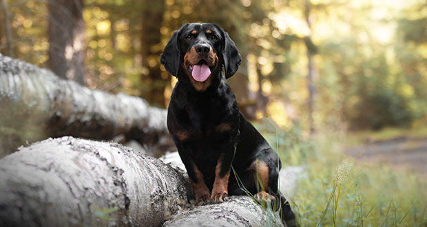Die Alpenländische Dachsbracke