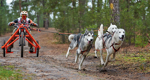 Power im Napf für Sport- und Gebrauchshunde