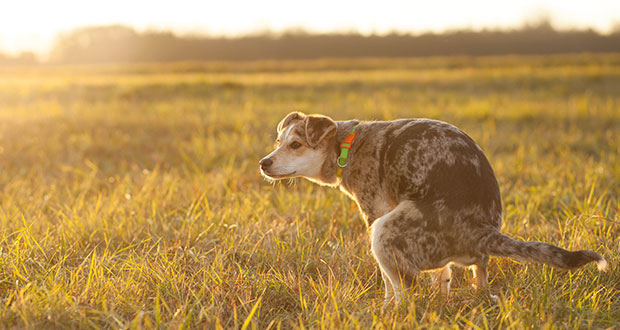 Rasche Hilfe bei hartnäckigem Durchfall