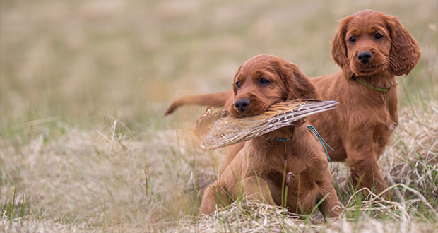 Früh übt sich… jagdliche  Welpenprägung