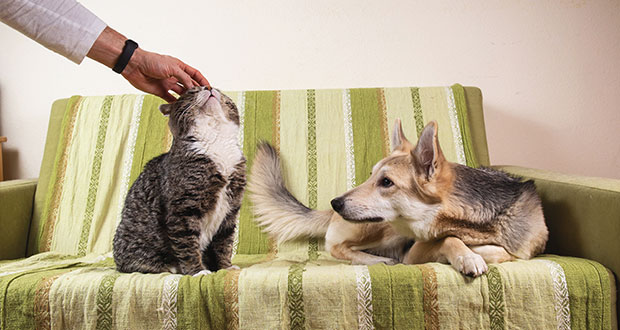 Komplexe Gefühle – können Hunde Wut, Scham oder Eifersucht empfinden?