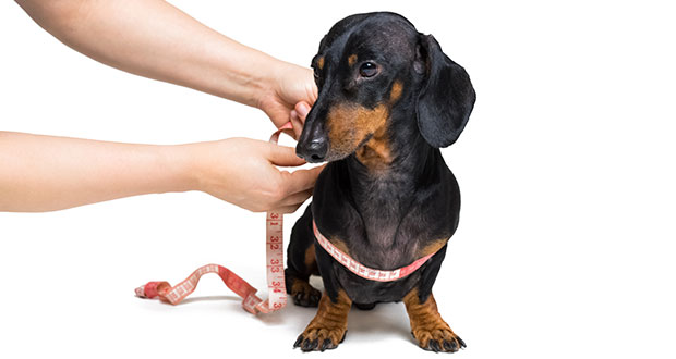 Ernährungsberatung an der LMU München – Geniestreich einer Marketingabteilung