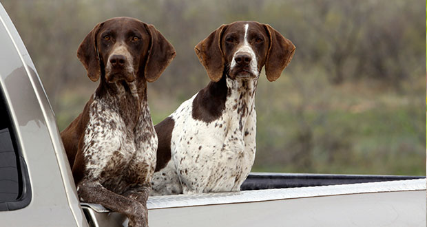 Ein Verein in der Krise – erneute Negativschlagzeilen eines (Präsidiums-)Mitglieds des Österreichischen Kurzhaar Klubs