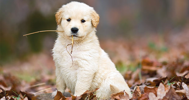 Der Golden Retriever