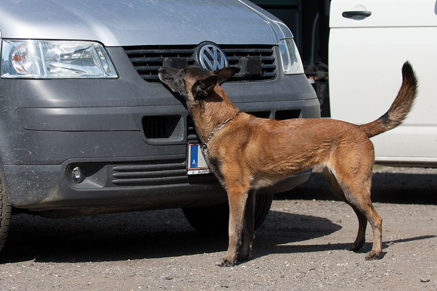 Im Dienste des Staates – Polizeidiensthunde