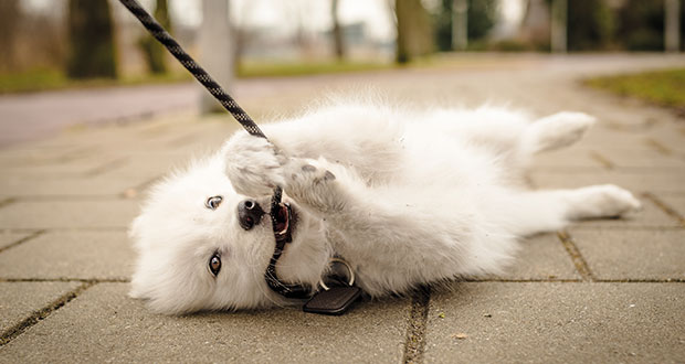 Wie viel Bewegung braucht ein Welpe?