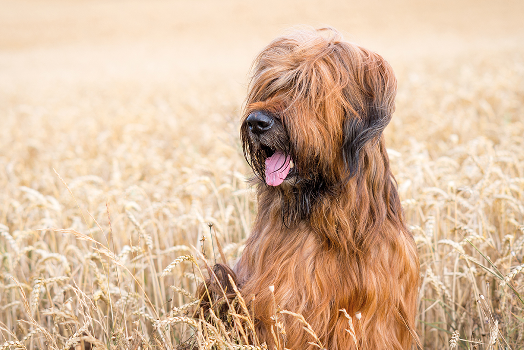 Der Briard
