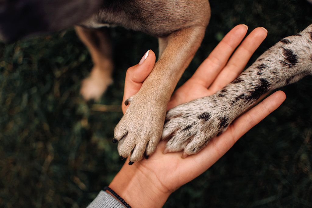 Doppeltes Glück – so klappt der Einzug eines Zweithundes