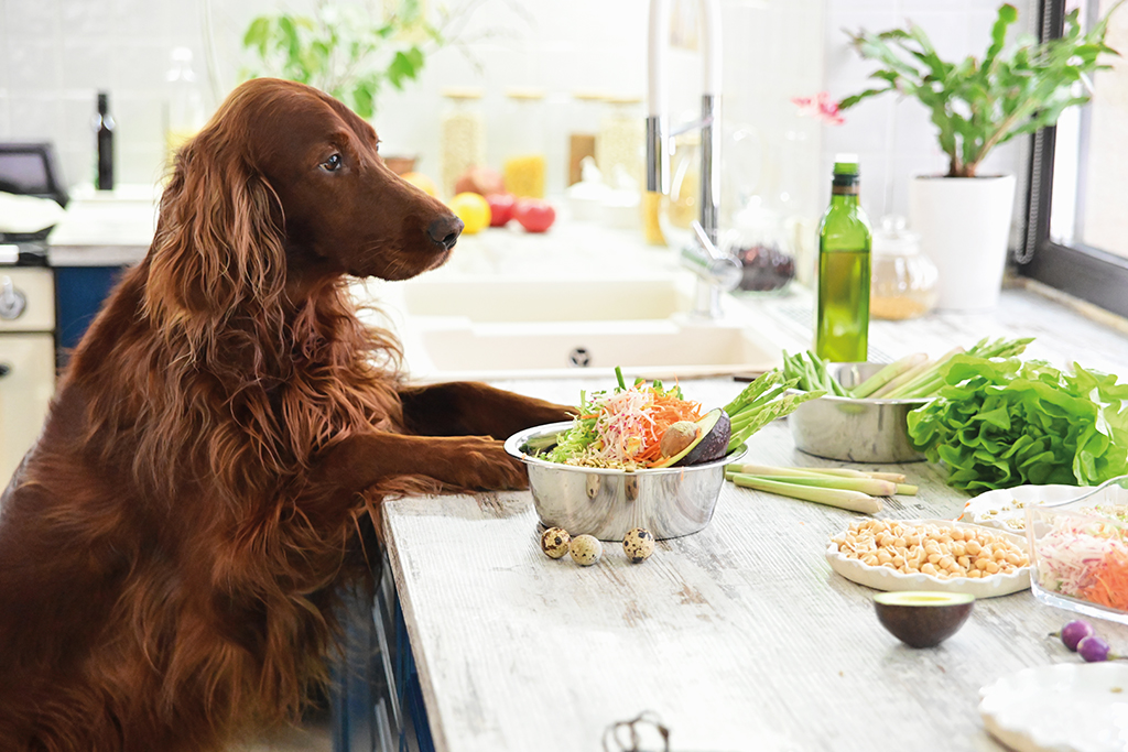 Vegetarisch und vegan – Die Vor- und Nachteile fleischloser Ernährung von Hunden