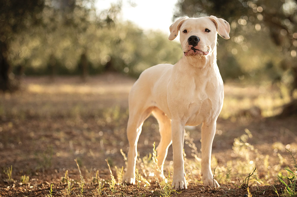 Der Dogo Argentino