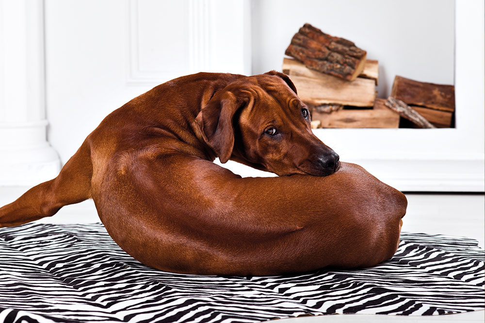 Haut- &  Fellgesundheit mit Hilfe der Ernährung