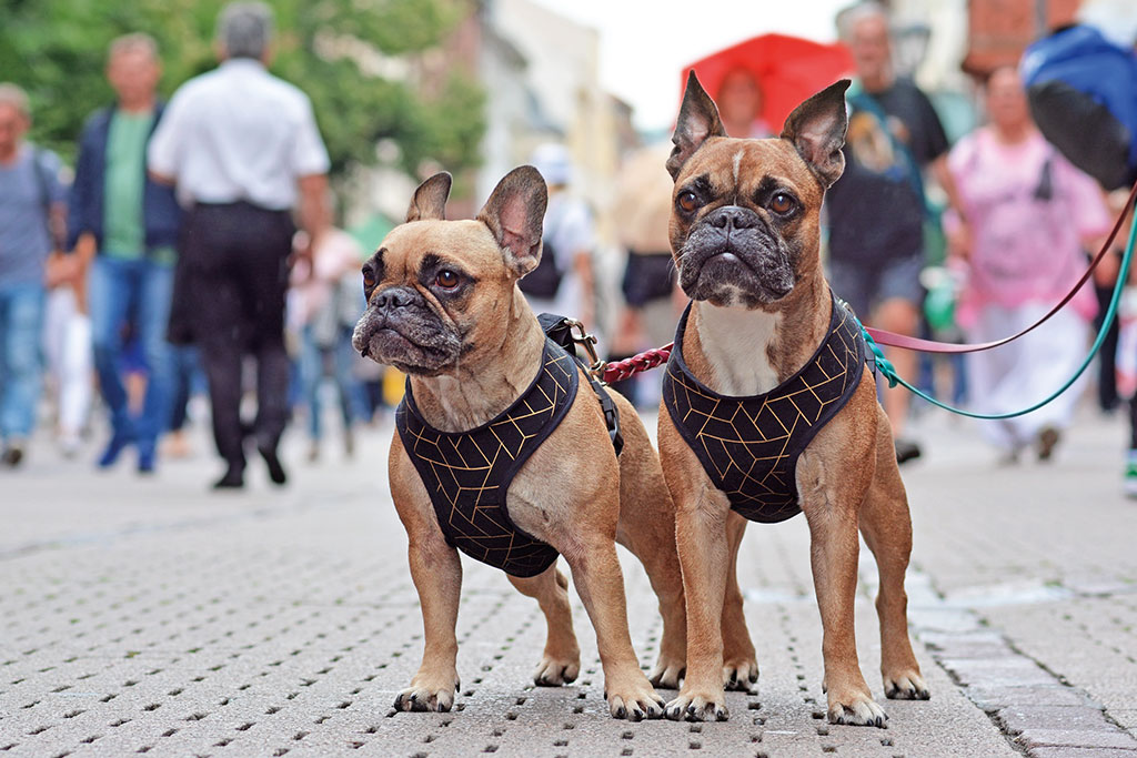 Landeier vs. Citydogs – sind Hunde in  Wohnungen wirklich „arm“ und leben sie am Land doch das bessere Leben?