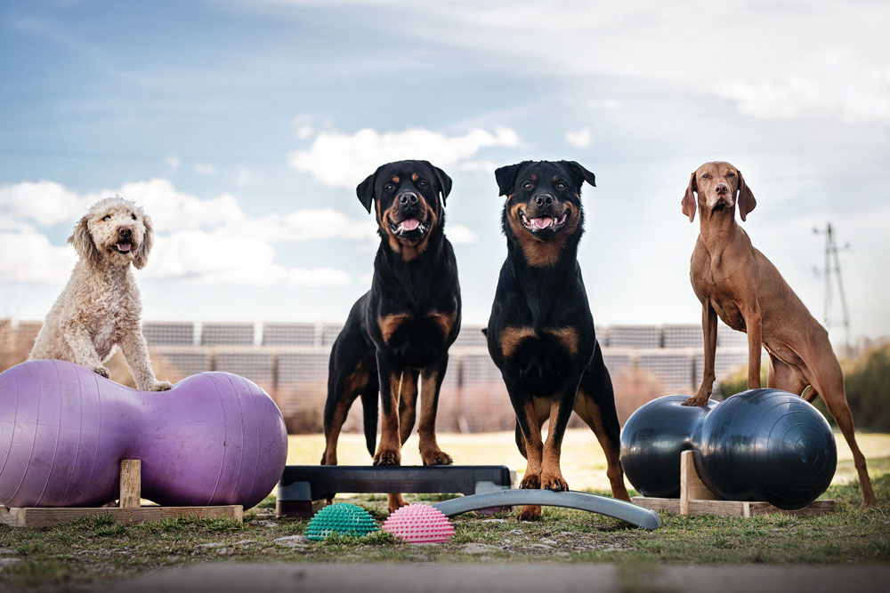 Richtig auslasten – welches Hobby passt zu deinem Hund?