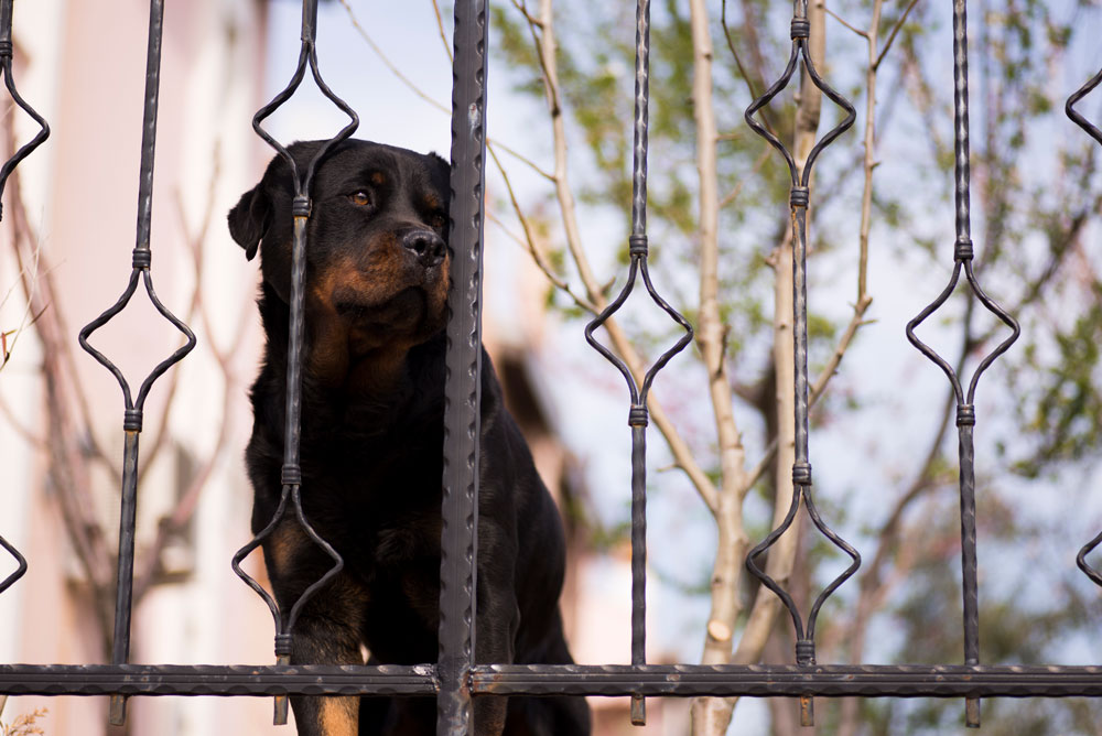 Nachbars Schreck am Gartenzaun
