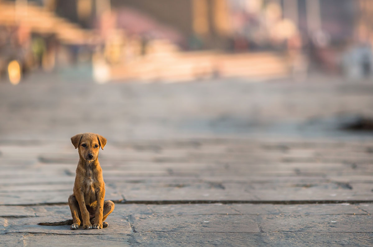 Hunde aus dem  Ausland –  Werden sie entwurzelt oder  vor Leid gerettet?