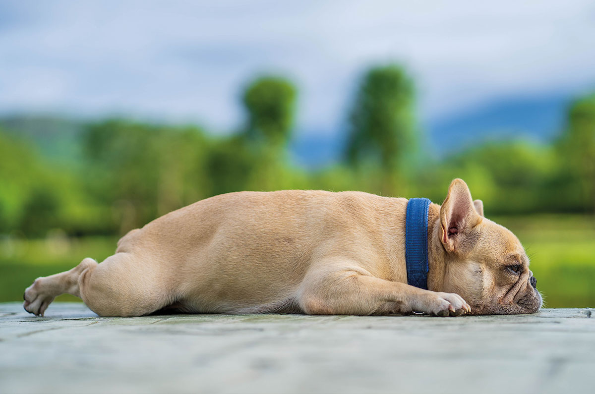 Die Plattnasen- Tragödie: Haben-Will frisst Hirn!
