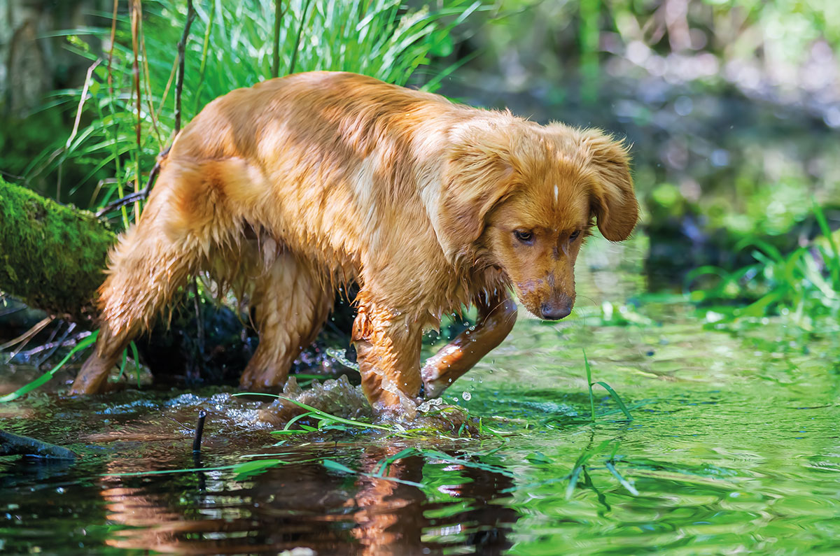 Wasserscheu –  keine Angst vorm kühlen Nass!