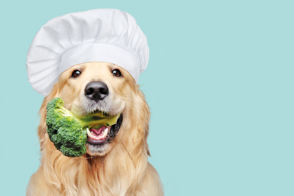 Ernährung & ihr  Einfluss auf  Entzündungen