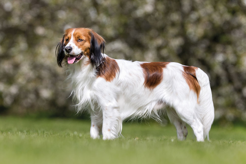 Das Kooikerhondje