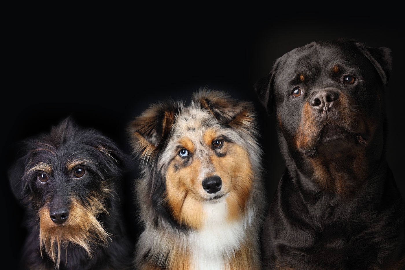 Die Persönlichkeit des Hundes Teil 2 – Der Einfluss der Gene