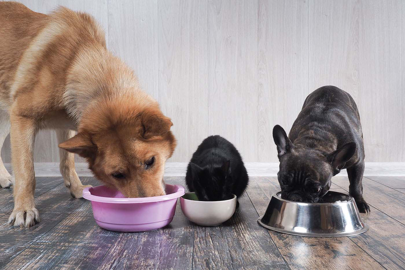 Der große Fertigfutter-Check