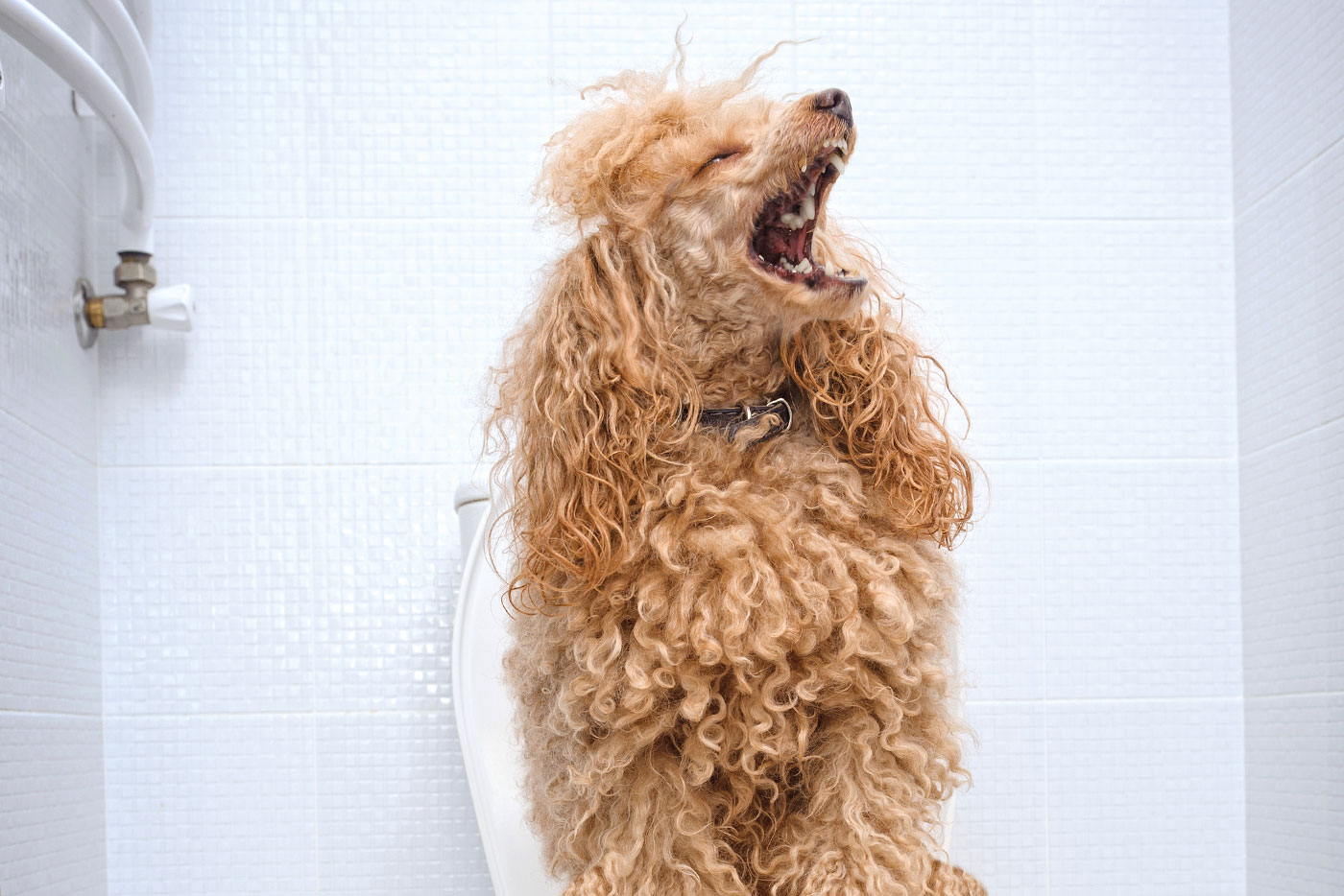 Harnsteine – kleiner Stein verursacht großes Leid!
