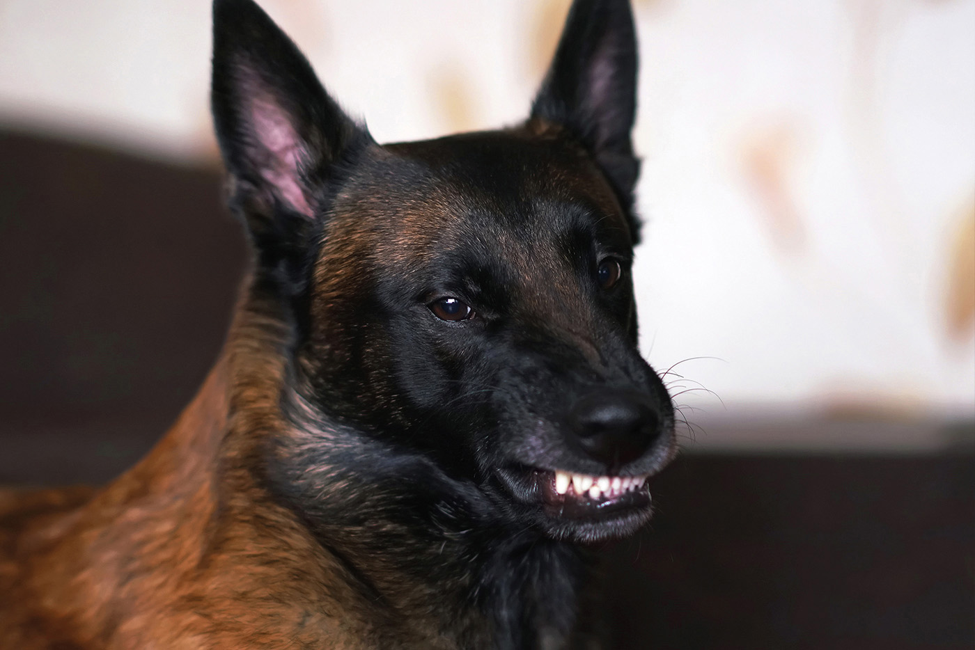 Und es gibt sie doch – dominante Hunde