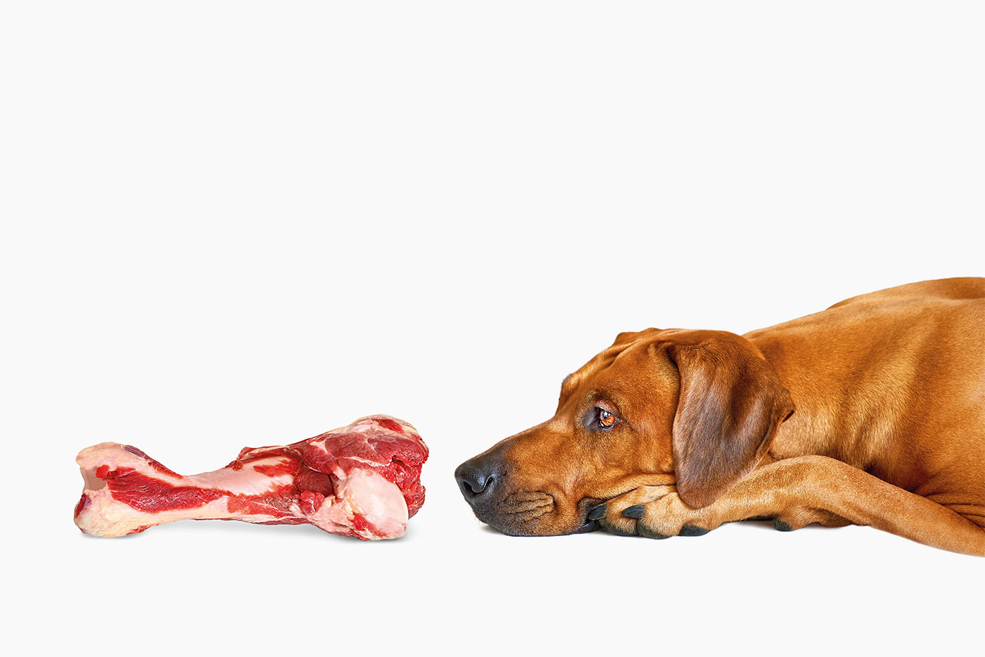 Sind Hunde Fleisch- oder Allesfresser?