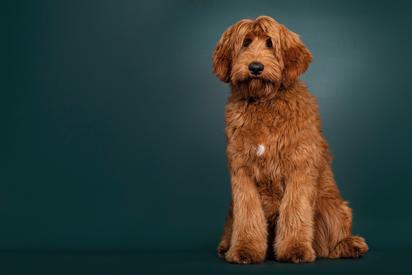 Der Labradoodle