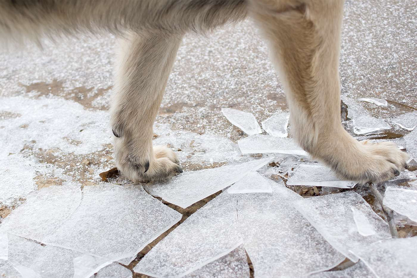 Schnee, Eis und Salz: Die richtige Pfotenpflege für Ihren Hund