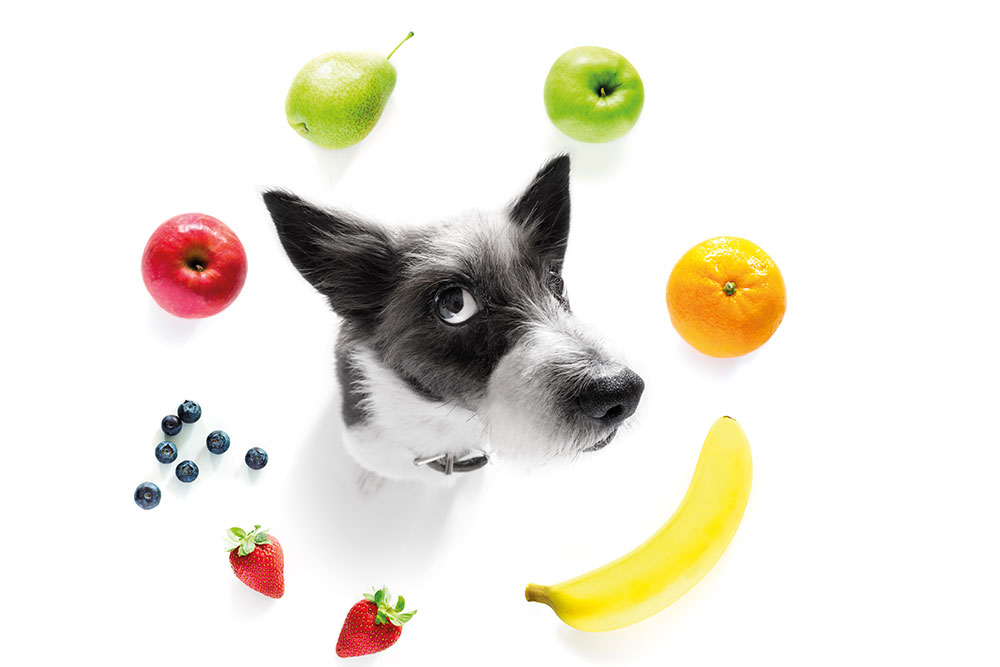 Futter – je bunter desto besser!