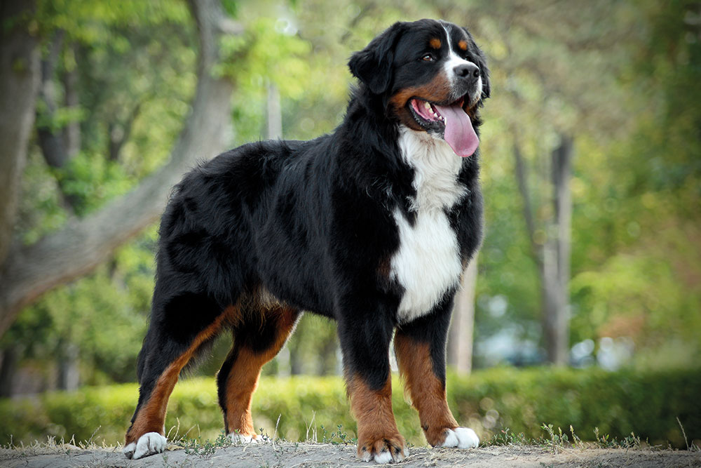 Der Berner Sennenhund