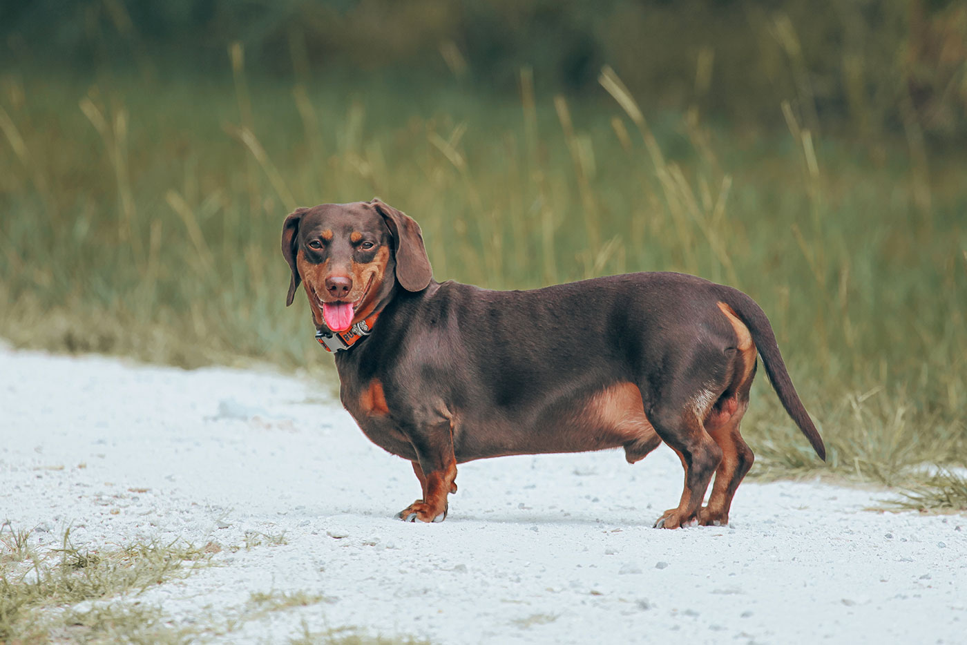 Übergewicht – erkennen und vorbeugen