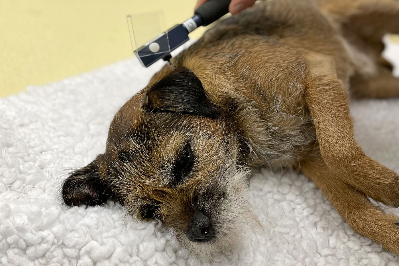 Studie: Chronische Schmerzen beim Hund – Teilnehmer gesucht!