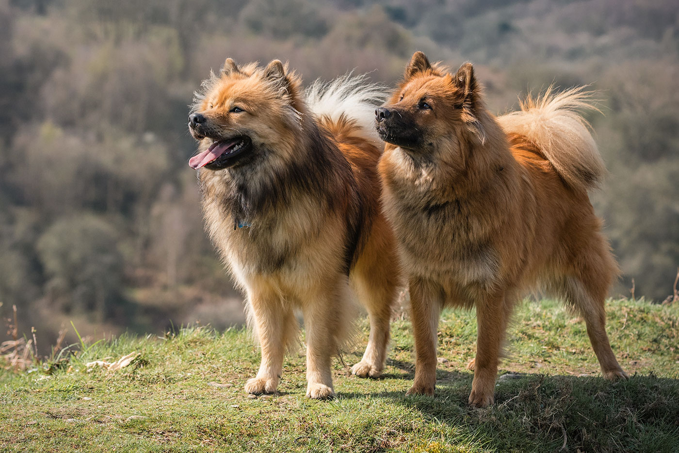 Der Eurasier