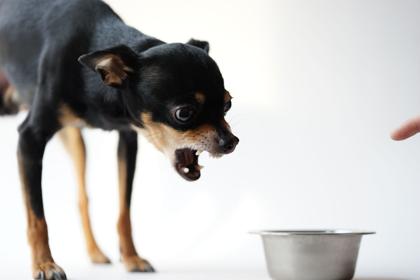 Schluss mit Futteraggression!